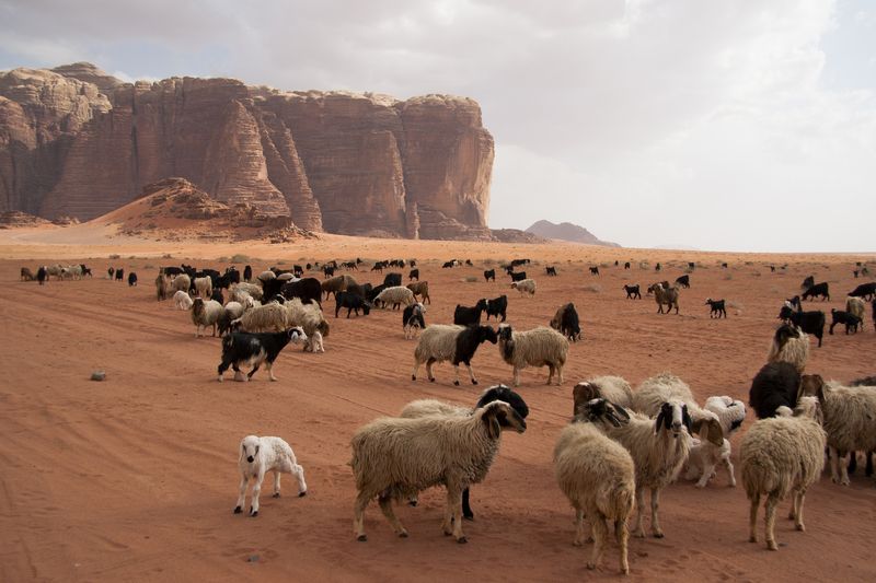 Excursion d'une journée dans le Wadi Rum au départ d'Amman (AC-JHT-022)